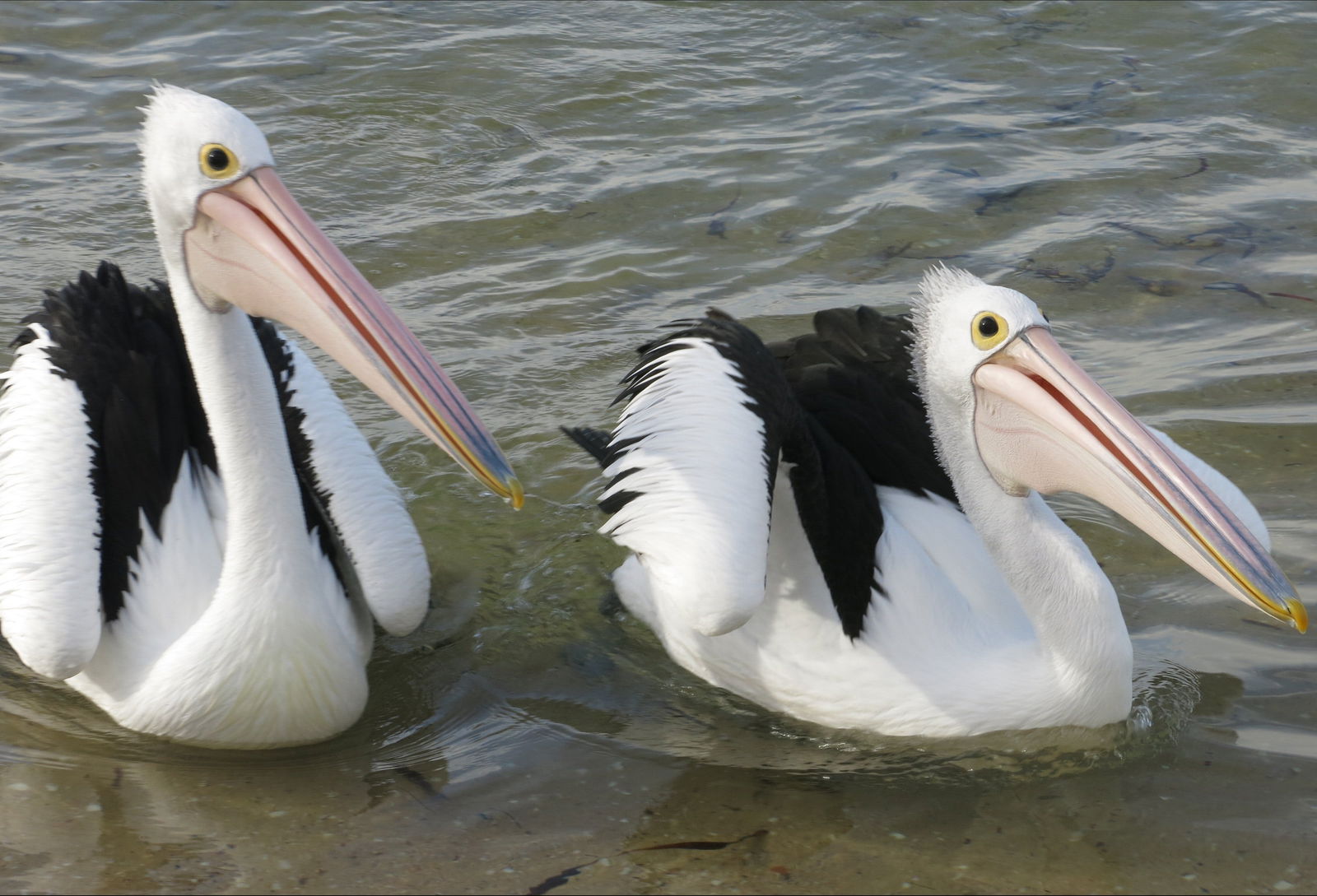 Chinaman Wells SA Accommodation Resorts