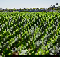 Christmas Tree Farm - Accommodation Resorts
