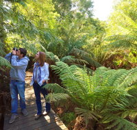 Endeavour Fern Gully Walks - Accommodation Resorts
