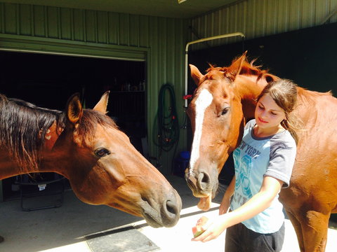 Iris Lodge Alpacas - Accommodation Resorts 0