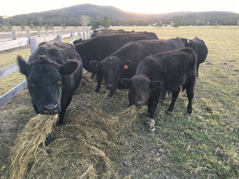 Iris Lodge Alpacas - Accommodation Resorts 1