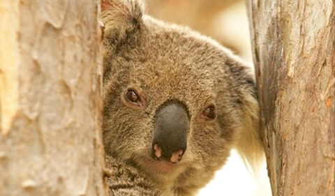 Koala Reserve - Accommodation Resorts 0