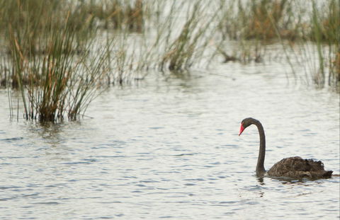 Little Llangothlin Picnic Area - Accommodation Resorts 0