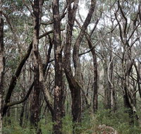 Lookout Hill  Circuit Walk - Accommodation Resorts
