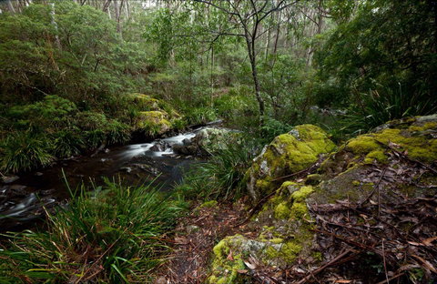 Mongarlowe River Picnic Area - Accommodation Resorts 0