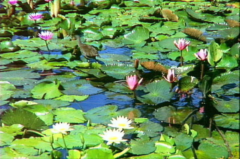 Mt Coot-tha Tourist Drive - Accommodation Resorts 1