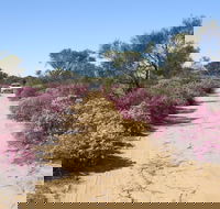 Reynoldson's Flora Reserve - Accommodation Resorts