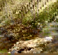 Sandy Creek Track - Accommodation Resorts