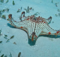 The Pines Dive Site - Accommodation Resorts