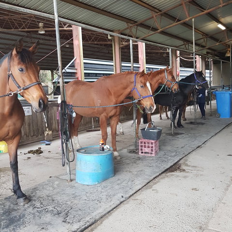 The Equine Club - Accommodation Resorts 0