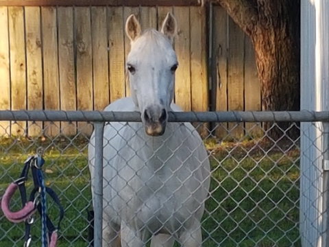 The Equine Club - Accommodation Resorts 2