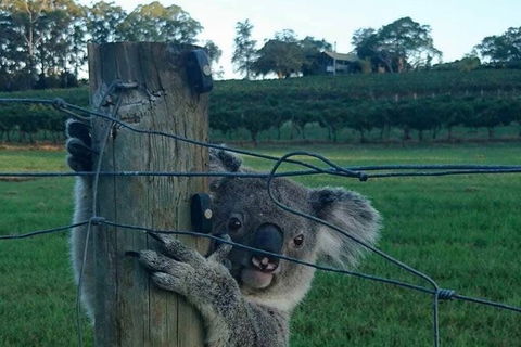 The Secret Vines Experience Port Macquarie - Accommodation Resorts 1