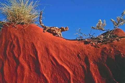 Alice Springs, Uluru Ayers Rock & Kings Canyon 8 Days Touring Package - Accommodation Resorts 4