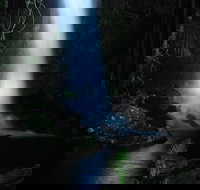 Mt Tamborine National Park 4WD Nocturnal Rainforest and Glow Worm Tour - Accommodation Resorts