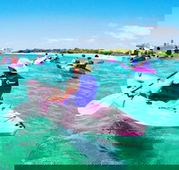 Half Day Dolphin Kayaking and Snorkeling Tour - Accommodation Resorts