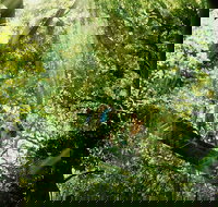 Gold Coast Lamington National Park and Tamborine Mountain 4WD Ecotour - Accommodation Resorts