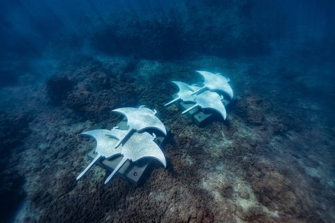 Private Standard Charter Experience In Whitsundays - Accommodation Resorts 6