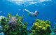 Full Day Snorkel In The Great Barrier Reef - thumb 0