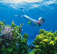 Full Day Snorkel In The Great Barrier Reef - Accommodation Resorts