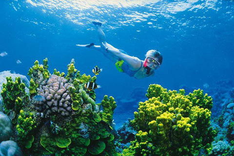 Full Day Snorkel In The Great Barrier Reef - Accommodation Resorts 0