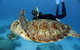 Full Day Snorkel In The Great Barrier Reef - thumb 4