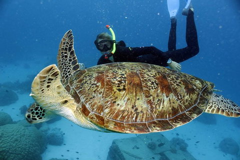 Full Day Snorkel In The Great Barrier Reef - Accommodation Resorts 4