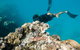 Full Day Snorkel In The Great Barrier Reef - thumb 5
