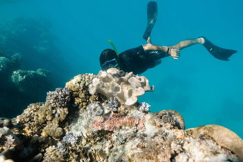 Full Day Snorkel In The Great Barrier Reef - Accommodation Resorts 5