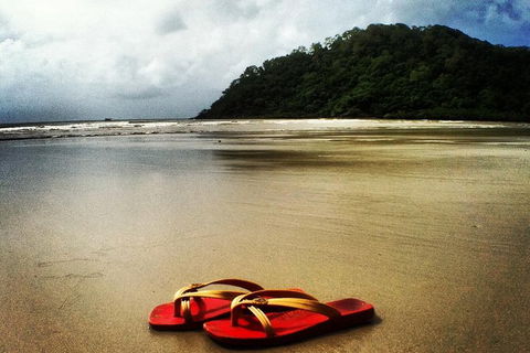 Daintree And Cape Tribulation Full Day Guided Tour - Accommodation Resorts 7