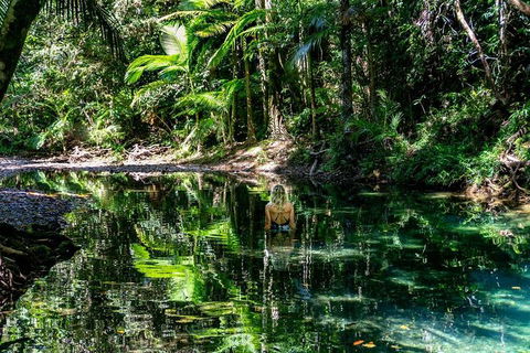 Daintree And Cape Tribulation Full Day Guided Tour - Accommodation Resorts 8