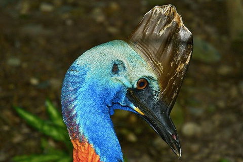 Daintree And Cape Tribulation Full Day Guided Tour - Accommodation Resorts 3