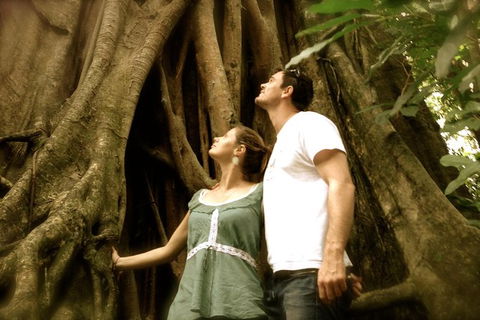 Daintree And Cape Tribulation Full Day Guided Tour - Accommodation Resorts 0