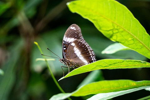 Daintree And Cape Tribulation Full Day Guided Tour - Accommodation Resorts 6
