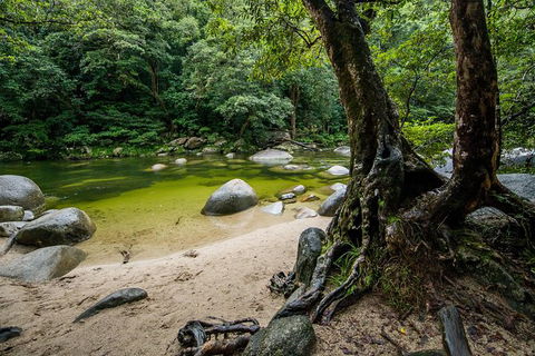 Daintree And Cape Tribulation Full Day Guided Tour - Accommodation Resorts 5