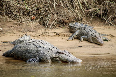 Daintree And Cape Tribulation Full Day Guided Tour - Accommodation Resorts 2