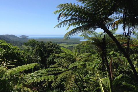 Daintree And Cape Tribulation Full Day Guided Tour - Accommodation Resorts 1