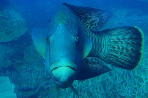 Great Barrier Reef Private Expedition Cruise (min 4 Day Max 8 Guests) - Accommodation Resorts 7