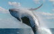Great Barrier Reef Private Expedition Cruise (min 4 Day Max 8 Guests) - thumb 4