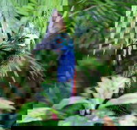 Guided Night Walk in Cape Tribulation - Accommodation Resorts