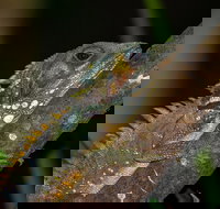 Family Night Walking Tour at Tropical Rainforest in Daintree - Accommodation Resorts