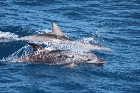 Sandy Straits Scenic & Wildlife Cruise - Accommodation Resorts 1