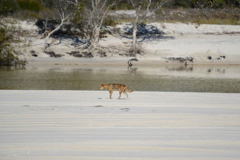 Sandy Straits Scenic & Wildlife Cruise - Accommodation Resorts 10