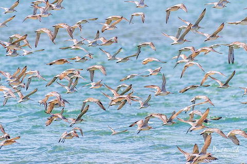 Sandy Straits Scenic & Wildlife Cruise - Accommodation Resorts 4