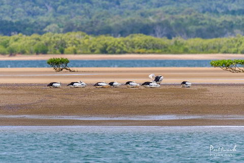 Sandy Straits Scenic & Wildlife Cruise - Accommodation Resorts 3