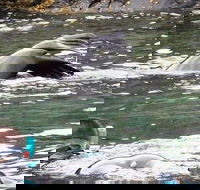 Kangaroo Island Ocean Safari - Snorkeling Safari - Accommodation Resorts