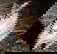 Small-Group Kangaroo Island 4WD Night Tour - Accommodation Resorts