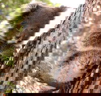 Kangaroo Island Luxury Small Group 'Island Life' Full Day Tour - Accommodation Resorts