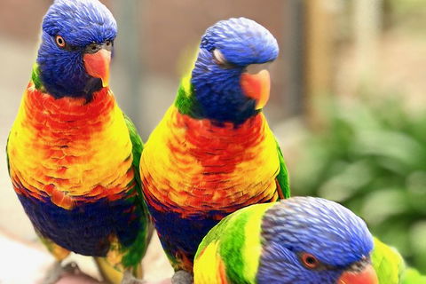 Coffin Bay Oysters, Ocean & Nature Tour - Accommodation Resorts 9