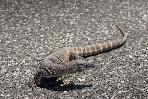 Coffin Bay Oysters, Ocean & Nature Tour - Accommodation Resorts 5