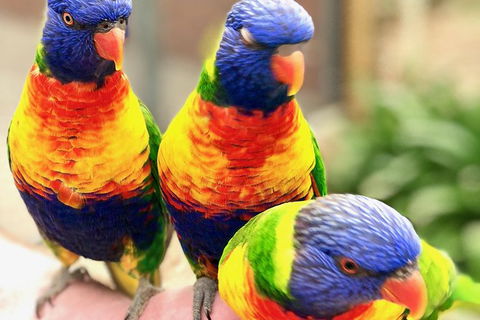 Coffin Bay Oysters, Ocean & Nature Tour - Accommodation Resorts 1